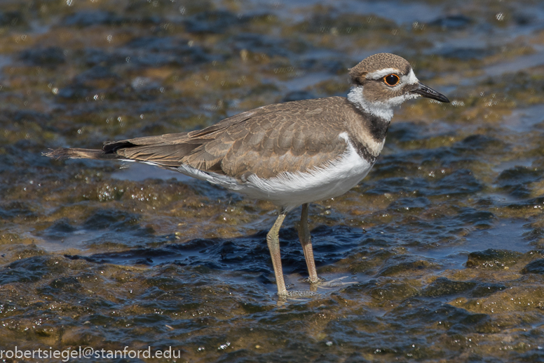 emily renzel wetlands
